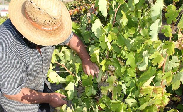 Las bodegas de Ribera del Duero podrán elaborar vinos blancos de albillo mayor