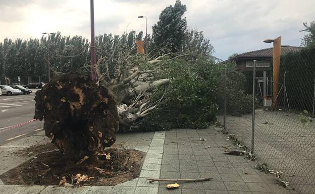 La tormenta provoca la caída de once árboles en la capital leonesa y una cornisa en calle Las Fuentes