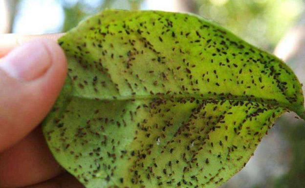 Descubren en Alto Bernesga colonias del único pulgón depredador conocido en el mundo