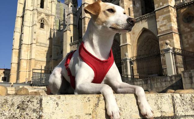 Pipper llega a León