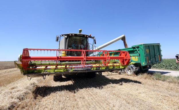 La cosecha de cereal en 2018 rondará el medio millón de toneladas en la provincia de León