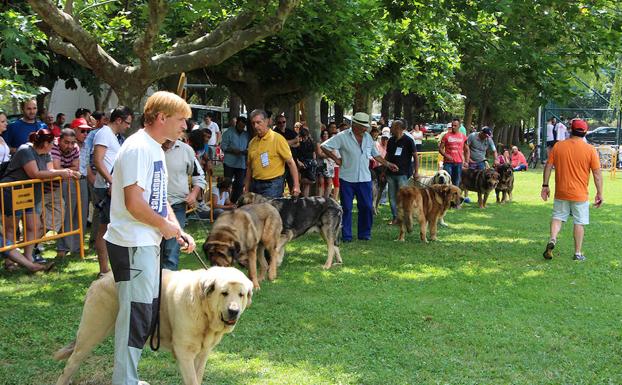 Los mejores mastines se darán cita en Veguellina de Órbigo
