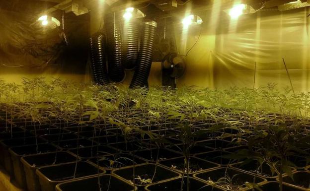 Dos detenidos con 78 plantas de marihuana y varias serpientes en una casa de Jaén