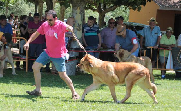 Más de medio centenar de ejemplares de mastín español compiten en Veguellina de Órbigo