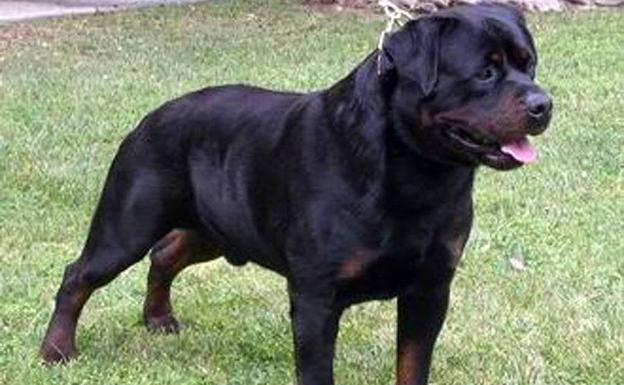 La Guardia Civil desarrollará en Castilla y León una campaña de control e identificación de perros