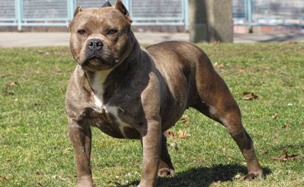 Guardia Civil vuelve a poner en marcha la campaña de control e identificación de animales de raza canina