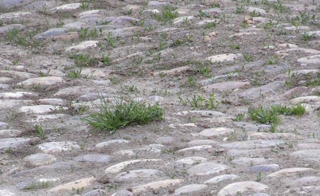 Ecologistas en Acción de León piden el acta de recepción de las obras de la Plaza del Grano