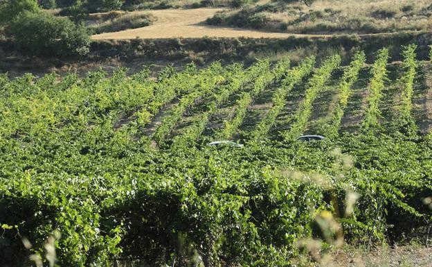 Las tormentas de julio sumadas a los últimos calores propiciarán una generosa cosecha tras tres años de sequía