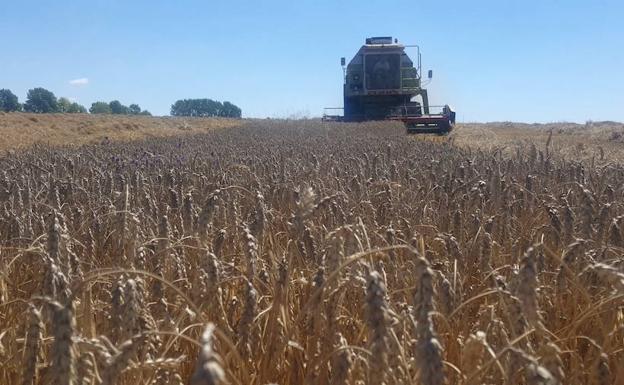 El campo cierra una «excepcional» campaña de cereales en el secano frente a las pérdidas del regadío leonés