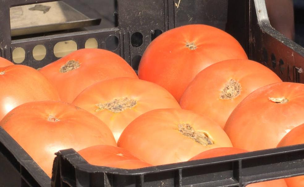 Para tomate, el de Mansilla