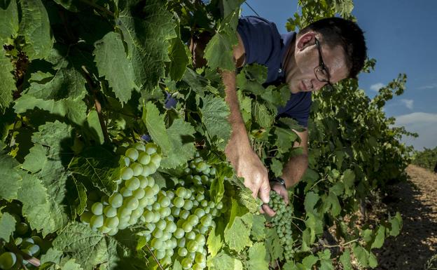 Los brotes de mildiu y oídio no afectarán a la buena vendimia que se espera en la región