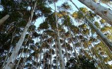 Aire Limpio alega contra la ordenanza que regula las plantaciones de eucaliptos en Cabañas Raras
