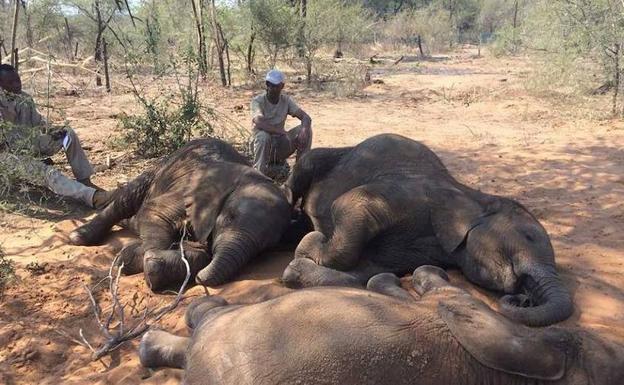 Matanza animal en Botsuana: 100 elefantes muertos a manos de cazadores furtivos