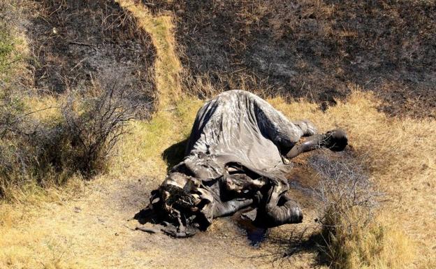 Encuentran un centenar de elefantes muertos sin sus colmillos