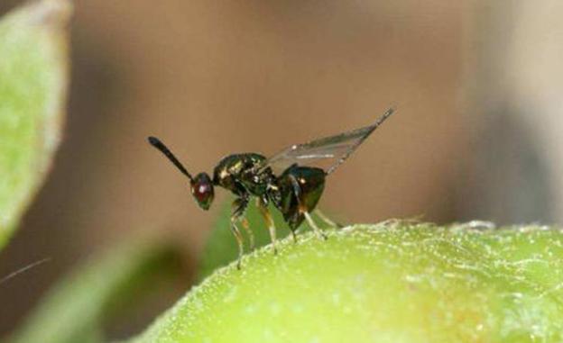 Hallan tres nuevos focos de avispa asiática en El Bierzo «sin que nadie ponga remedio»