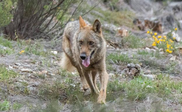 Medio Ambiente dará «pasos firmes» para adaptar el plan a la ley y levantar el veto a la caza del lobo en el norte del Duero