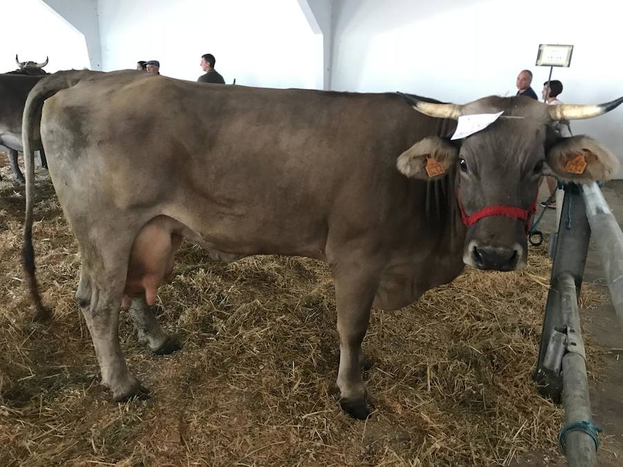 La ganadería se vive en Puebla de Lillo