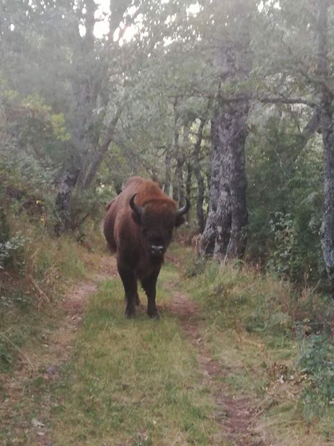 Traslado del bisonte Barlog