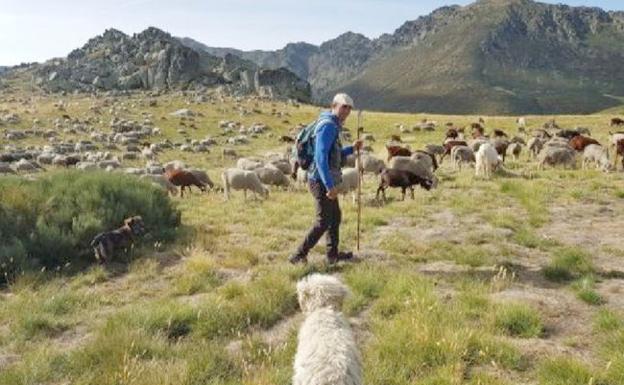 1.600 ovejas inician la trashumancia desde Picos de Europa