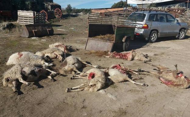 La Junta estudia que los ganaderos puedan disparar al lobo para impedir los ataques