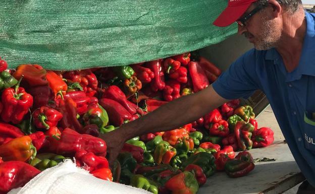 El pimiento vuelve a ser el galán de Fresno de la Vega