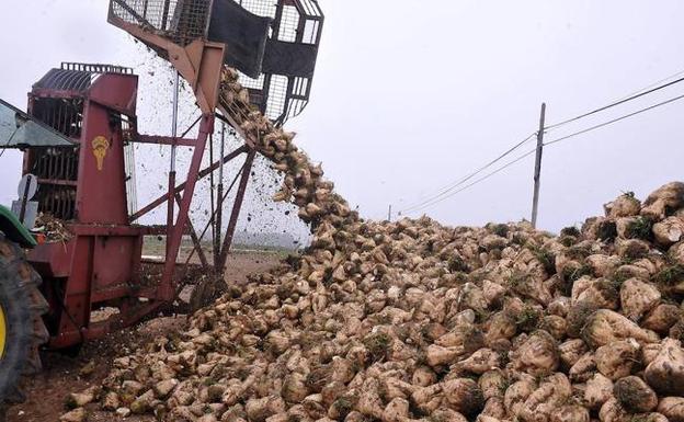 La campaña de remolacha llega con un mes de retraso debido a las siembras tardías