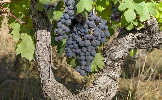 Asaja denuncia que la escasa producción y los bajos precios «arruinarán» a los viticultores de la DO Tierra de León