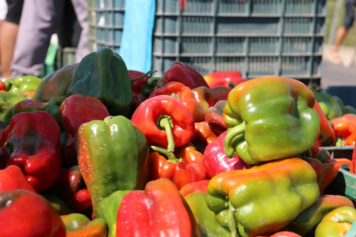 El mejor pimiento, el de Fresno