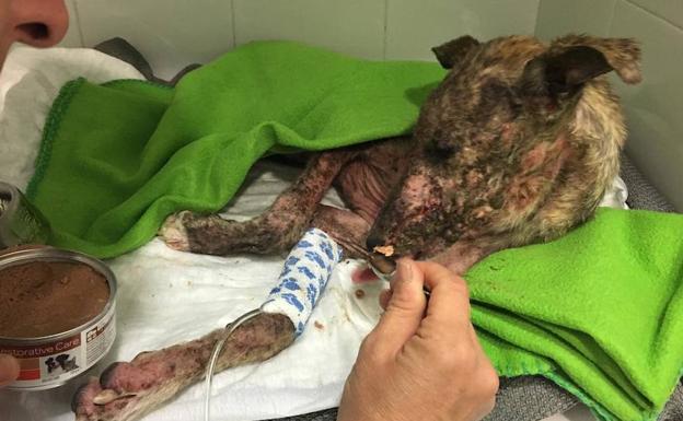 Aparece una galga de siete meses agredida en las inmediaciones de La Bañeza