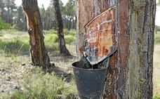 León duplica en menos de cinco años el número de pinos dedicados a la extracción de resina