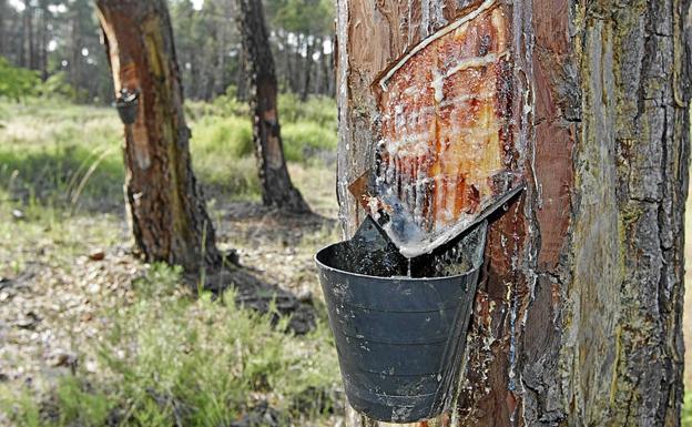 León duplica en menos de cinco años el número de pinos dedicados a la extracción de resina