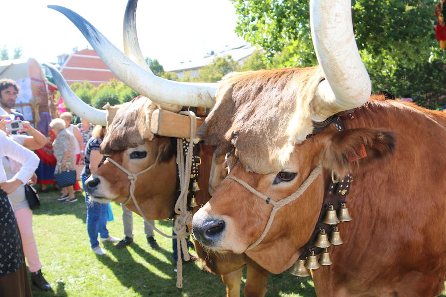 Los pendones lucen con orgullo en la Romería de San Foilán