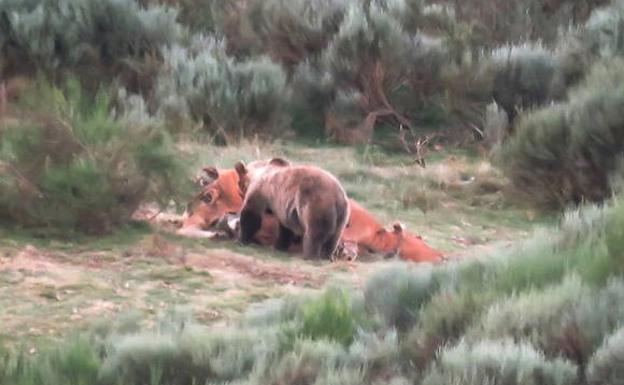 El oso pardo sale de su peligro crítico, llega a 350 ejemplares y va perdiendo el miedo al hombre