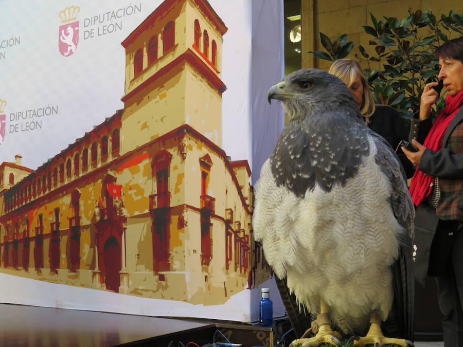 Una cita de bajos vuelos con la cetrería en La Virgen del Camino