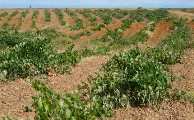 La DO Tierra de León exige a la Junta «máximo respeto» al viñedo viejo en la concentración parcelaria de Los Oteros