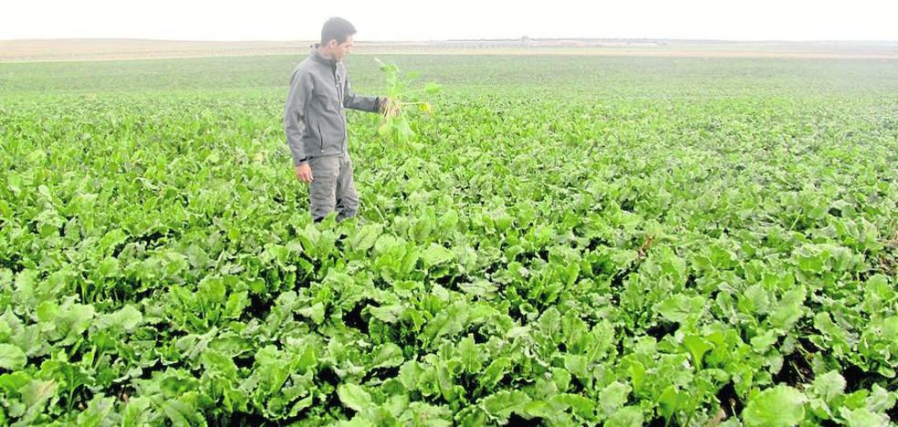 Arranca una campaña de remolacha con menos siembra por la lluvia y las plagas