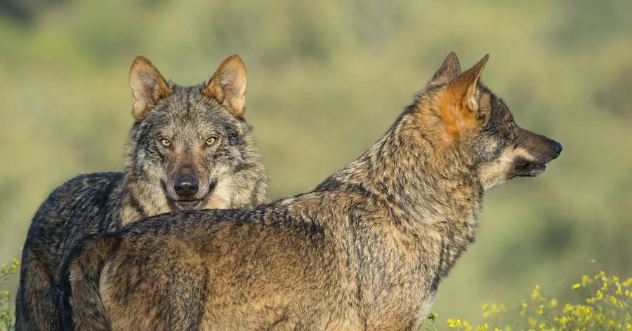 Las imágenes de Barbacana, la película rodada en Babia, Luna y Picos