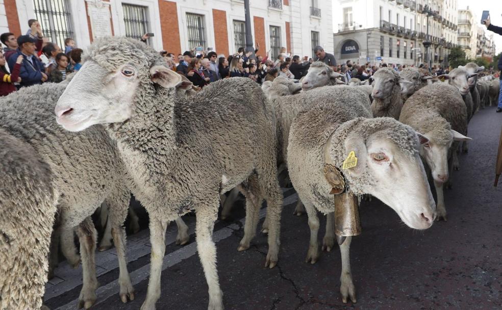 La trashumancia, De Picos de Europa a Madrid