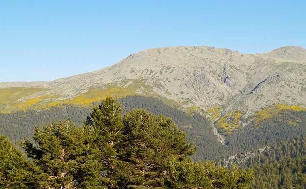 Un gusano de dos milímetros amenaza los bosques de coníferas en España