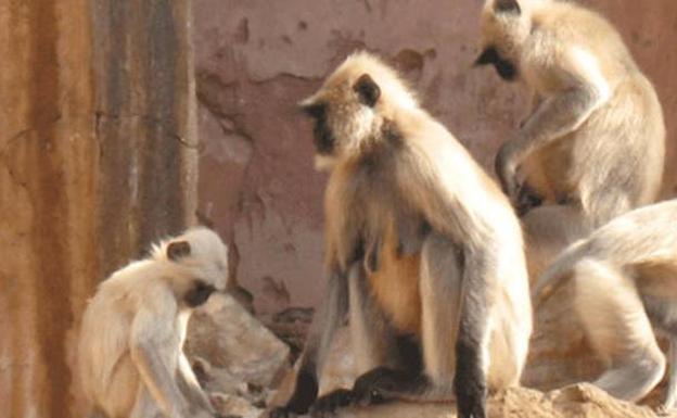 Un grupo de monos mata a ladrillazos a un hombre en la India