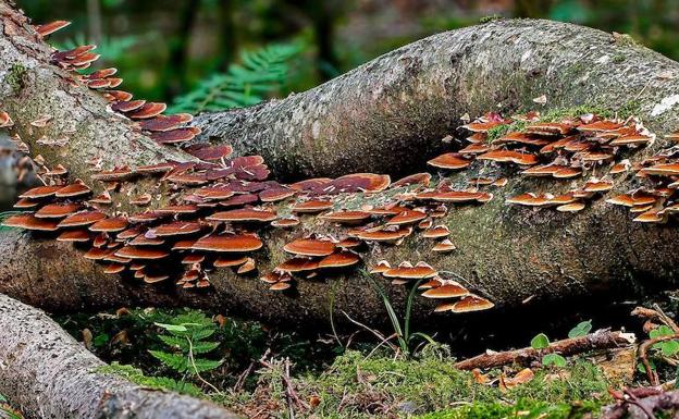 Oseja de Sajambre acogerá en noviembre un curso de micología foresta de la ULE