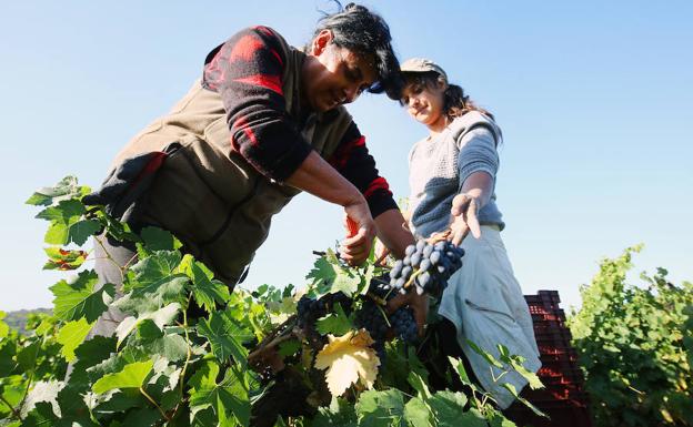 Black rot y mildiu son los causantes del bajo rendimiento del viñedo en el Bierzo, según la DO