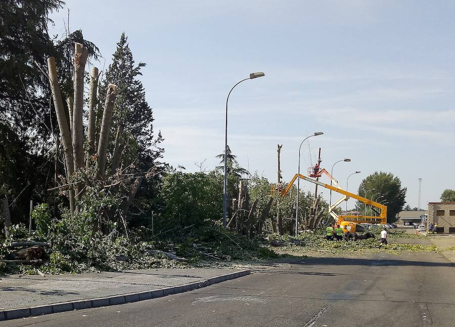 El Ayuntamiento de León retira 14 chopos en Vilecha