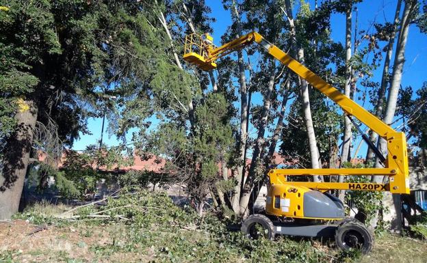 El Ayuntamiento de León retira por seguridad 14 chopos de una finca particular del Polígono de Vilecha Oeste