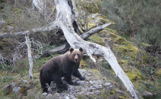 Localizan los restos de un oso pardo en avanzado estado de descomposición en Casasuertes