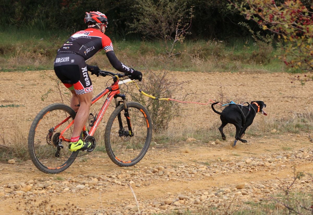 Valdefresno vive el mushing