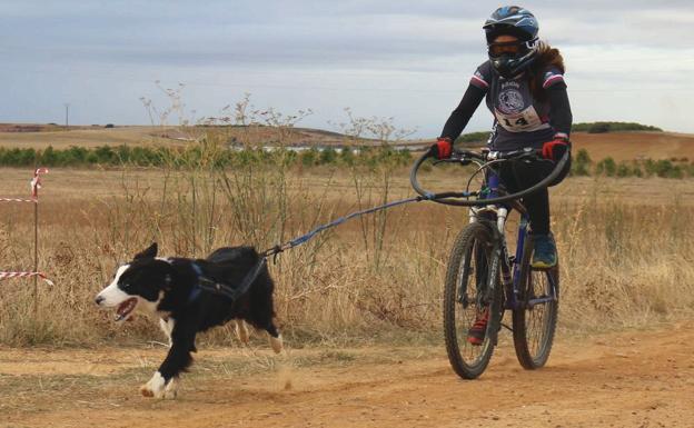 Valdefresno, capital del mushing