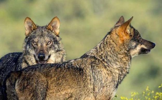 Asaja pide que se puedan abatir más lobos en Ávila tras un nuevo ataque en Gredos