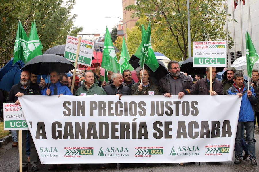 Unos 200 ganaderos de ovino de leche exigen a la Junta medidas para alcanzar precios justos