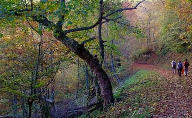 Bosques asturianos para escaparte en otoño